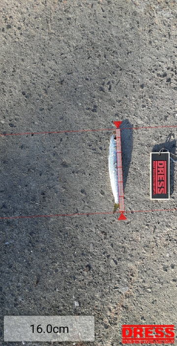 泉大津エリア調査