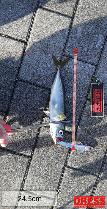 久しぶりの強い引き