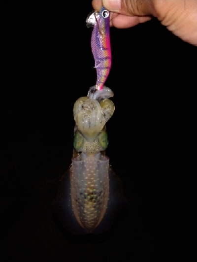 サイズ良くなってきてます。