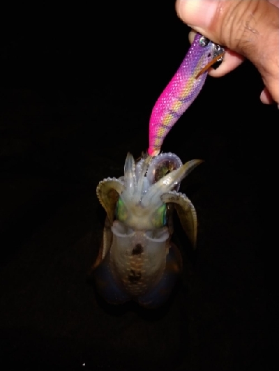 秋イカエギング