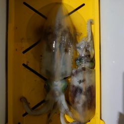 初めてのナイトティップラン