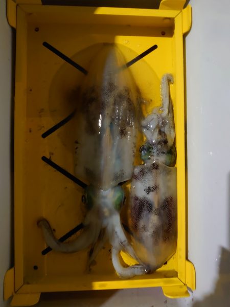 初めてのナイトティップラン