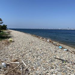 初エギング！昼間に釣り上げた。