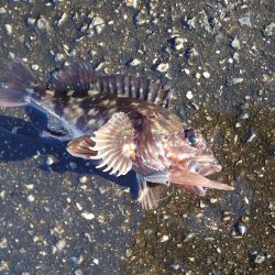 武庫川一文字でガシラ満喫！