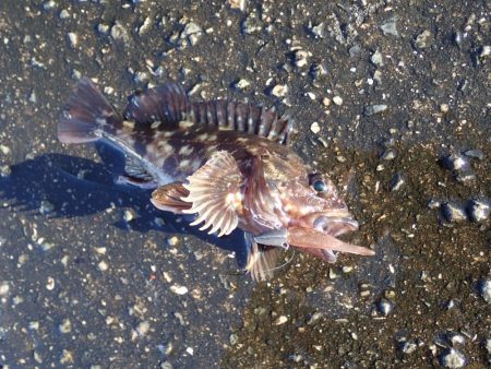 武庫川一文字でガシラ満喫！