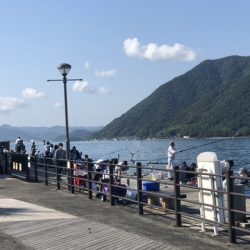 今日もサゴシを、狙いに