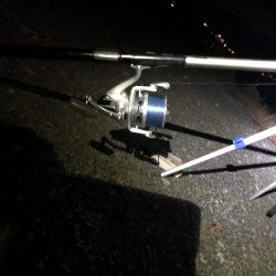 シーバスシーズン６２cm