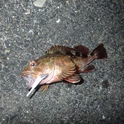 ちょっと渋めも、嬉しい1匹!