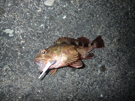 ちょっと渋めも、嬉しい1匹!