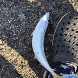 ショアジギング