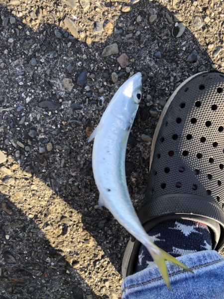 ショアジギング