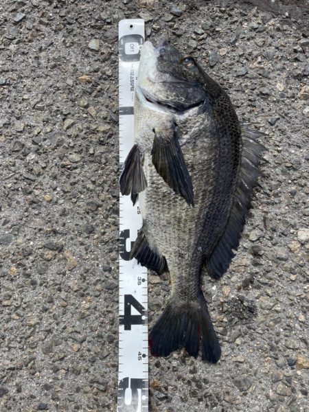 イチノ兄弟、釣果！