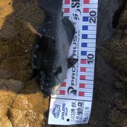 エギング&フカセ