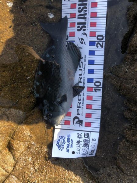 エギング&フカセ