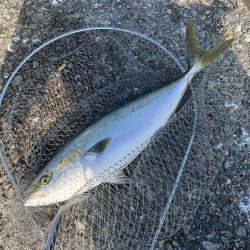 トップウォーター