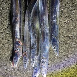 アオリ&タチウオ