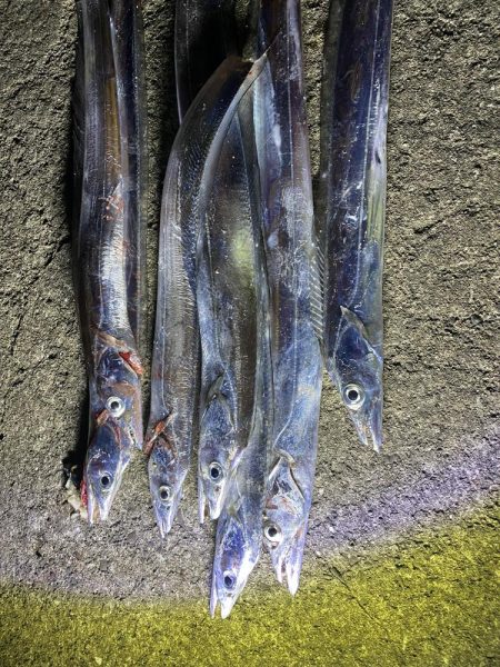 アオリ&タチウオ