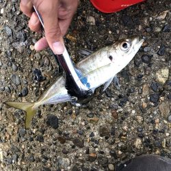アジング釣行