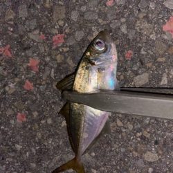 常夜灯アジング