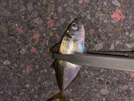 常夜灯アジング