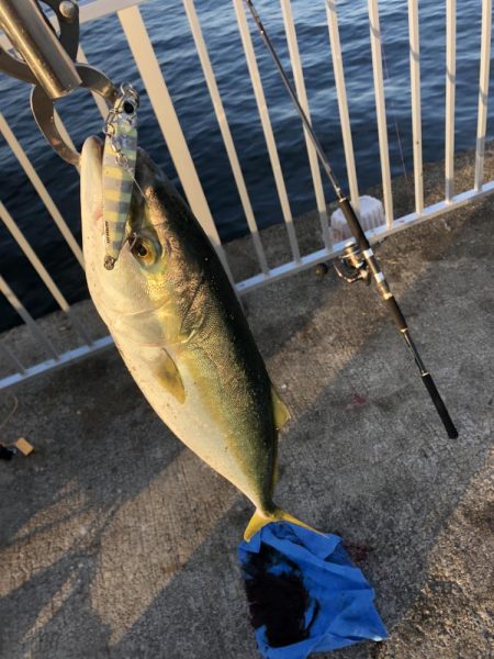 初　青物　メジロ、ハマチ