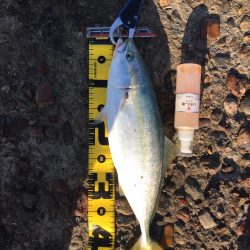 リベンジショアジギング