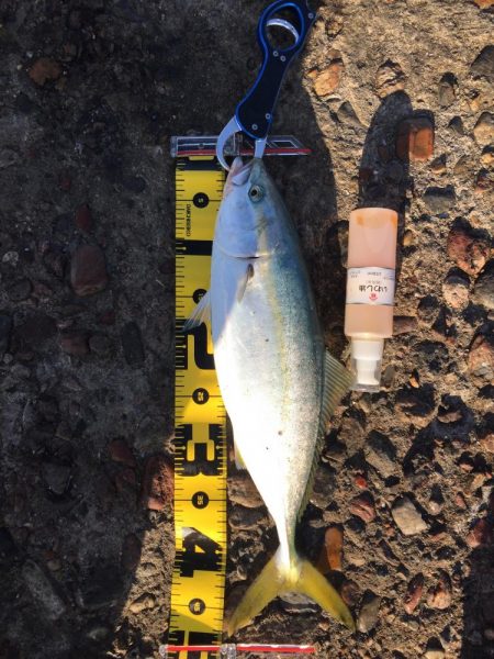 リベンジショアジギング