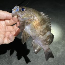 秋のライトゲーム