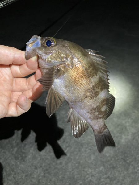 秋のライトゲーム