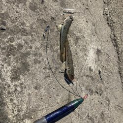 名古屋港でハゼ釣り