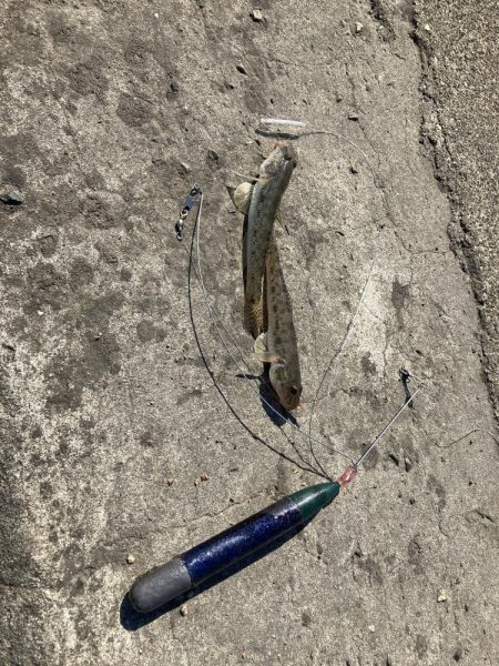 名古屋港でハゼ釣り