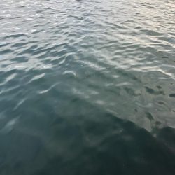 シブイ　タチウオさん