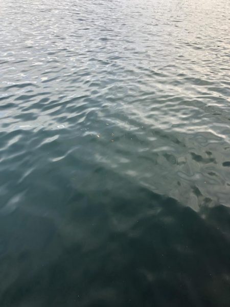 シブイ　タチウオさん