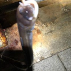 風の強い南港での釣り