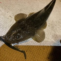 大潮　シーバス&マゴチ