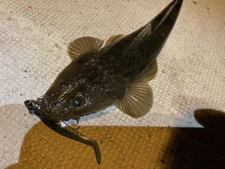 大潮　シーバス&マゴチ