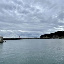 アオリイカに会いたい