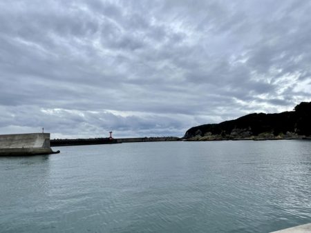 アオリイカに会いたい