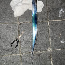 かわいい太刀魚