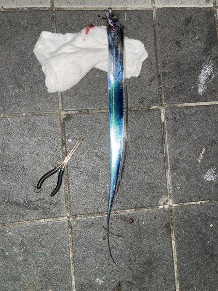 かわいい太刀魚