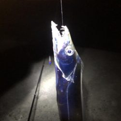 朝マズメ直前に撤退…