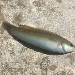 尺寸前トラフグ