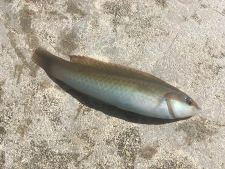 尺寸前トラフグ