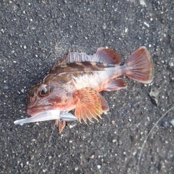 ライトワインドパラダイス！