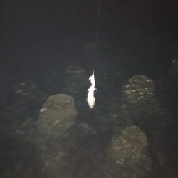 秋イカに遊んでもらいました