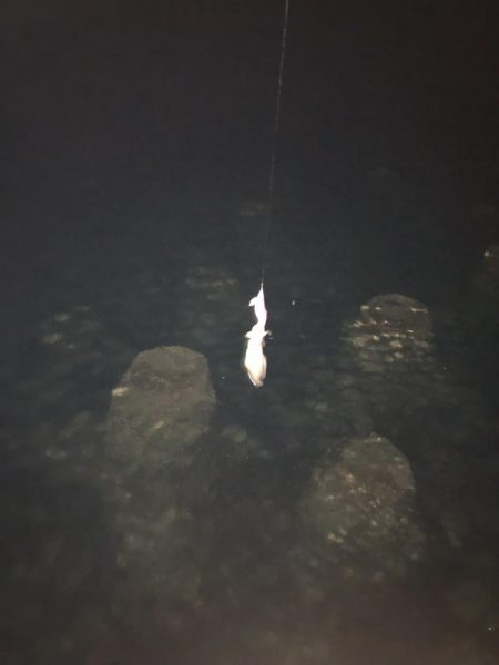 秋イカに遊んでもらいました