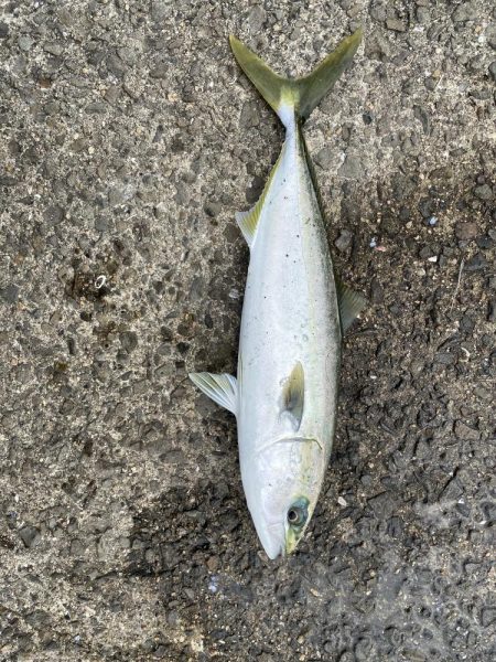 ファミリーフィッシング