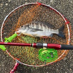 チヌ3、ガシラ3