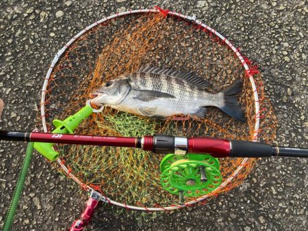 チヌ3、ガシラ3