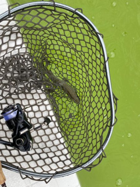 大阪でエリアトラウト